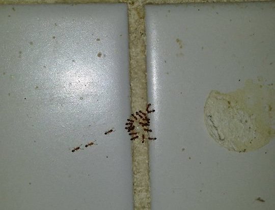 Mravenci požírající nástrahu
